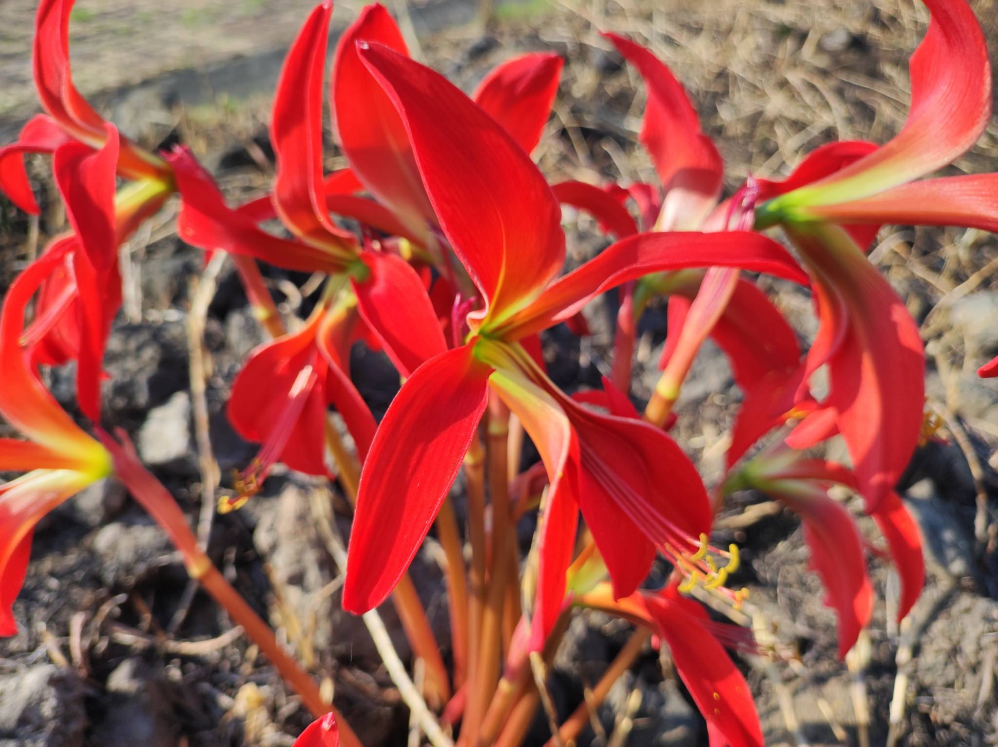 Sprekelia formosissima